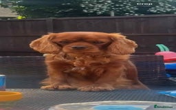 Cavapoochon dogs for sale: Cavapoochon puppies  - Image 21