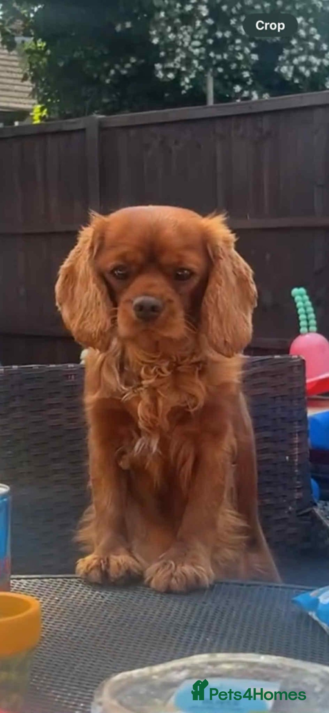 Cavapoochon dogs for sale: Cavapoochon puppies  - Image 21