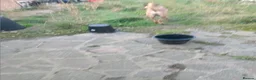 Belgian Shepherd Dog dogs for sale: LOVELY FRIENDLY DOG - Advert 5
