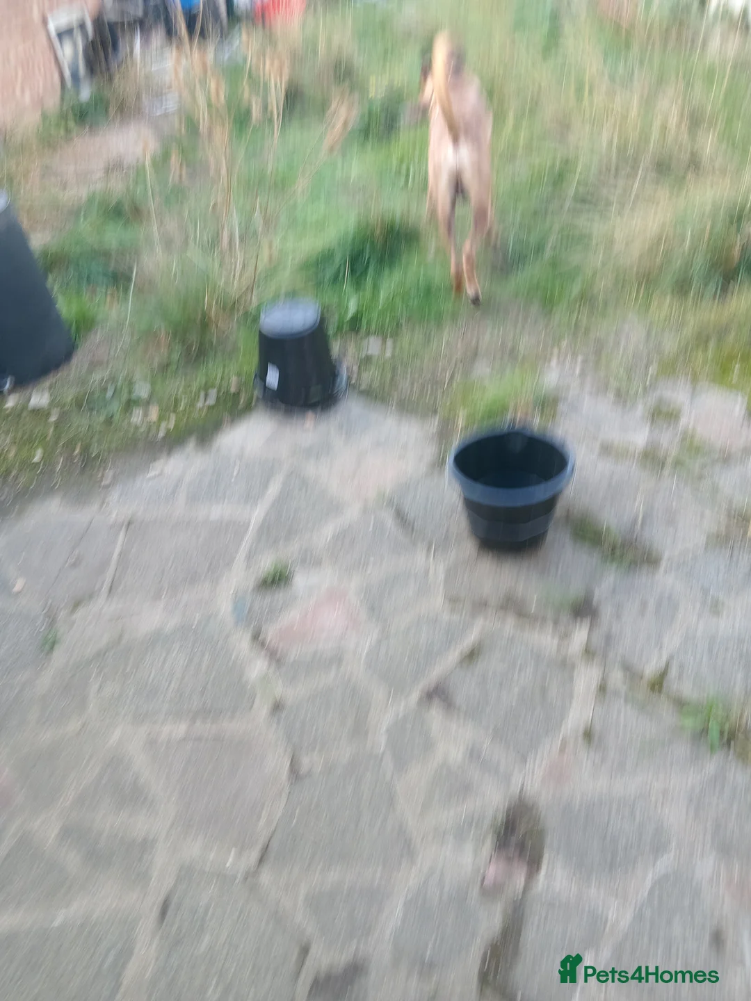 Belgian Shepherd Dog dogs for sale: LOVELY FRIENDLY DOG - Advert 5