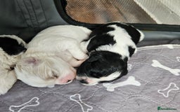 Shihpoo dogs for sale: Shihpoo puppies in Devon ... we've arrived!  - Image 11