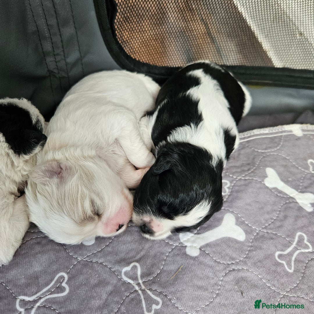 Shihpoo dogs for sale: Shihpoo puppies in Devon ... we've arrived!  - Image 11