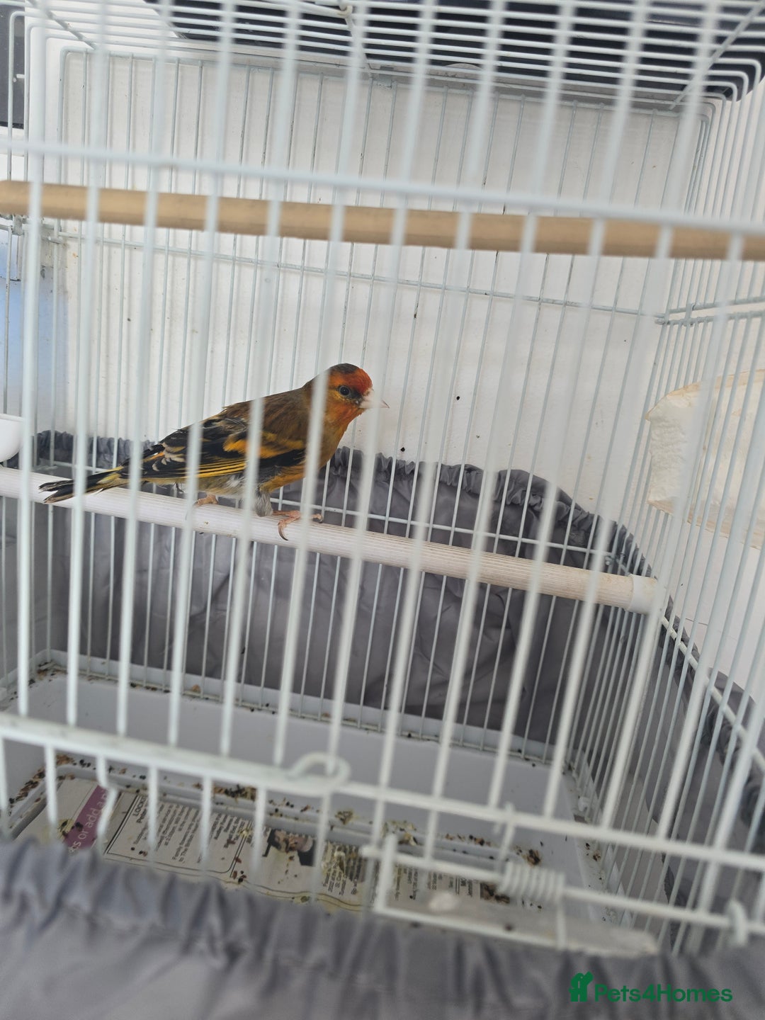 Canaries birds for sale: Male Goldfinch Mule Canary - Image 2