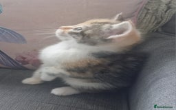 Mixed Breed cats for sale: 5 beautiful kittens 4 female 1 male - Image 13
