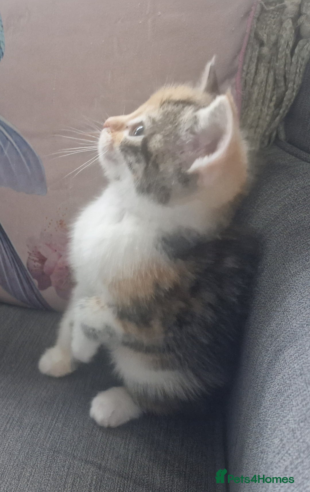 Mixed Breed cats for sale: 5 beautiful kittens 4 female 1 male - Image 13