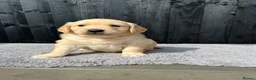 Golden Retriever dogs for sale: Kc extensively health tested boys and girls  - Advert 10