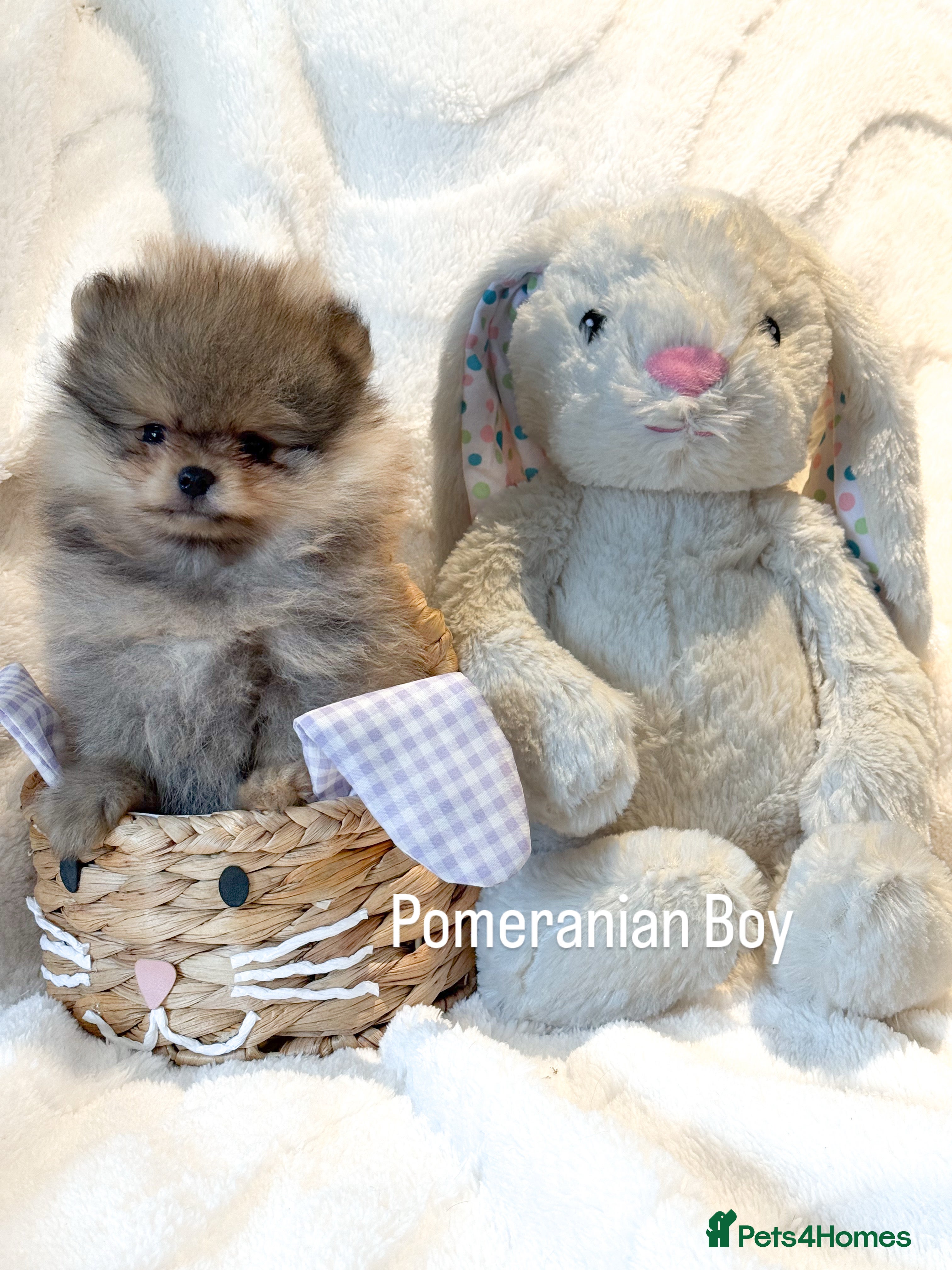Pomeranian dogs KC Pomeranian Boy - Advert 18
