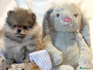 Pomeranian dogs KC Pomeranian Boy - Advert 18