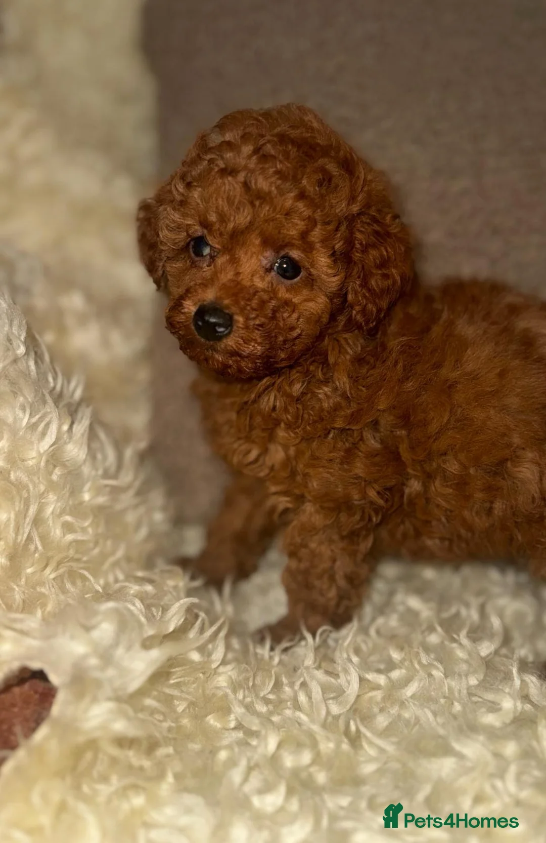 Toy Poodle dogs for sale: ❤️❤️Deep Red Petite KC Toy Poodles❤️❤️ - Advert 9
