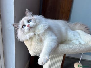 Ragdoll cats TICA Registered Ragdoll Kittens - Advert 6