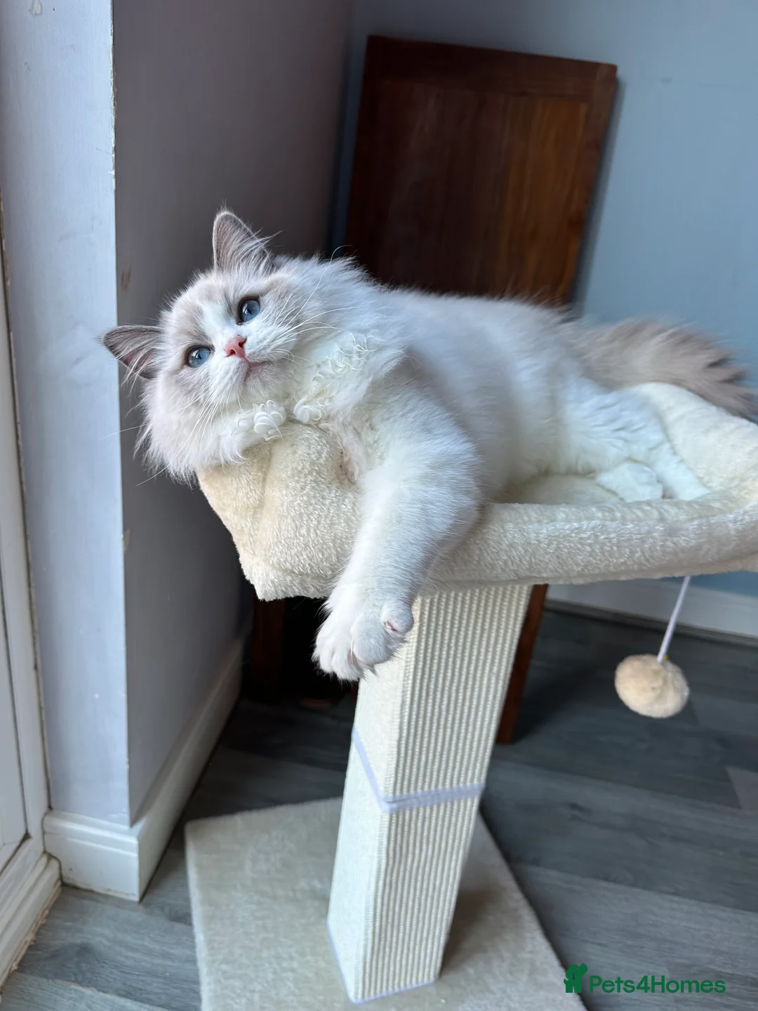 Ragdoll cats for sale:  ACTIVE CAT OR pet TICA Registered Ragdoll Kittens - Advert 7