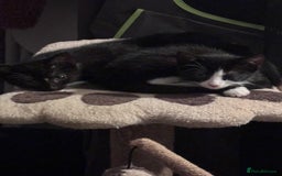Mixed Breed cats for sale: READY NOW FOR THERE FOREVER HOMES - Image 5
