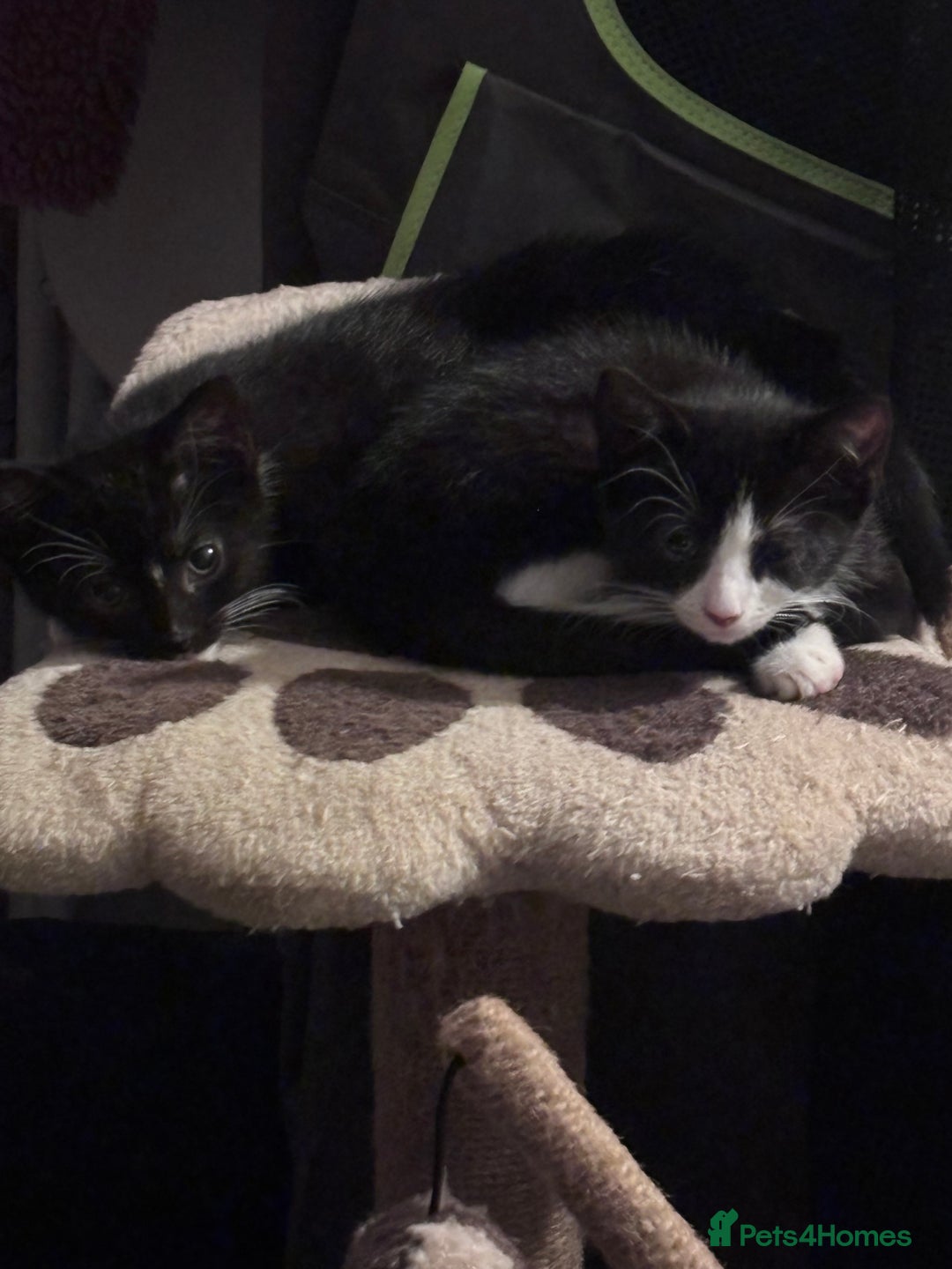 Mixed Breed cats for sale: READY NOW FOR THERE FOREVER HOMES - Image 5