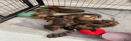 Miniature Dachshund dogs for sale: 6 miniature longhaired dachshund -  - Advert 4