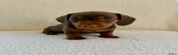 Miniature Dachshund dogs for sale: REDUCED £750 - Advert 11