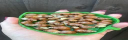 Snails invertebrates for sale: Albino Giant African Land Snails (Achatina Fulica) - Advert 4