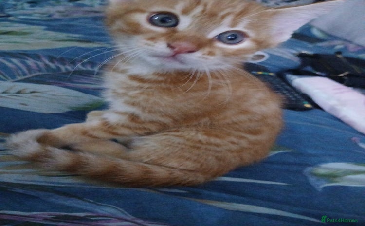 Bengal cats - Advert 6