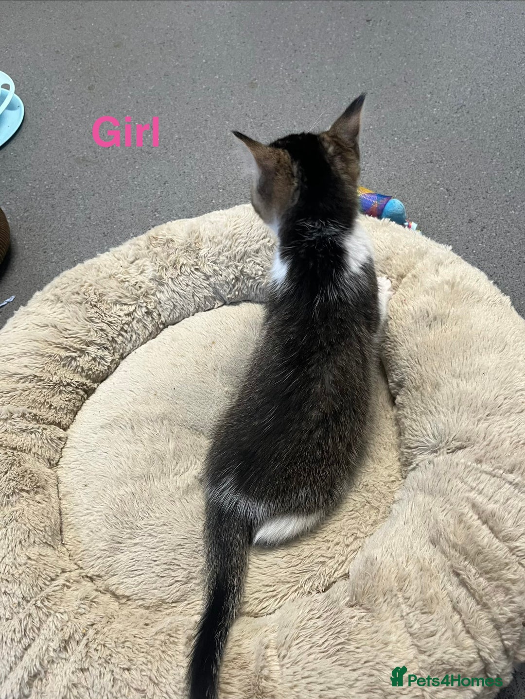 Mixed Breed cats for sale: 🐾 5 Stunning Boy & Girl Kittens  - Advert 3