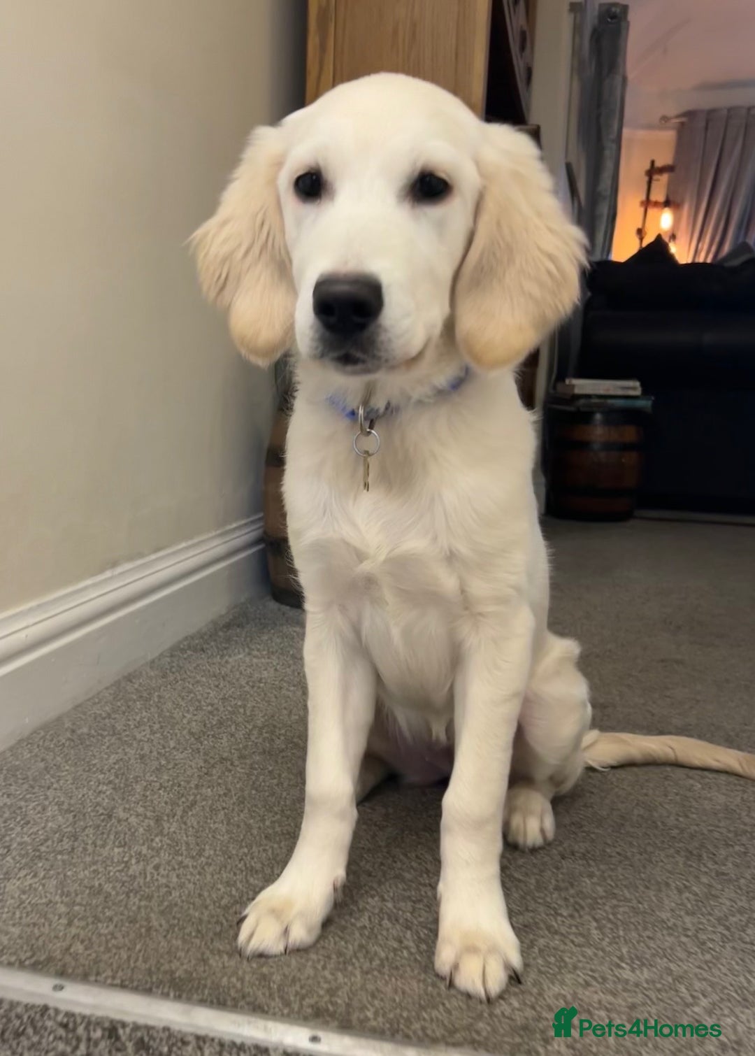 Golden Retriever dogs for sale: STUNNING CHAMPAGNE KC GIRL - Advert 8