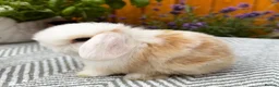 Mini Lop rabbits for sale: Minilop Rabbits For Sale. 🐰🏡 in Walsall - Advert 2