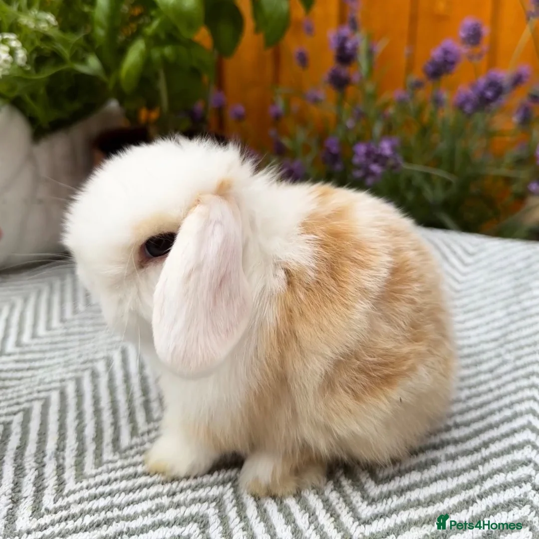 Mini Lop rabbits for sale: Minilop Rabbits For Sale. 🐰🏡 in Walsall - Advert 2
