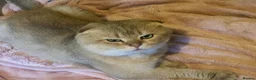 Scottish Fold cats for sale: Stunning Gold Sottish Fold make for sale  - Advert 2