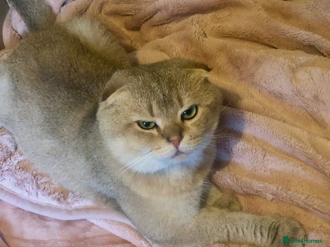 Scottish Fold cats for sale: Stunning Gold Sottish Fold make for sale  - Advert 2