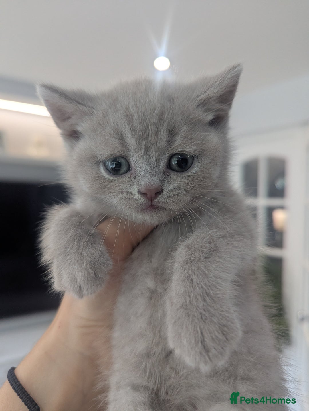 British Shorthair cats for sale: 5 Beautiful GCCF British Shorthair kittens!  - Image 4