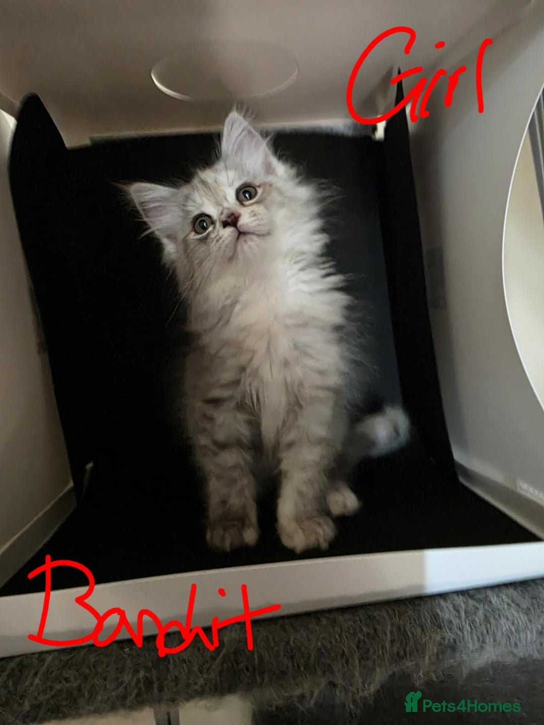 Ragcoon cats for sale: Mainecoon x Ragdoll kittens - Image 8