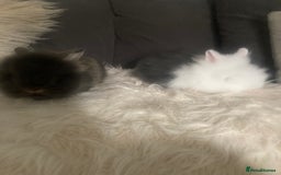Lionhead rabbits for sale: Beautiful DoubleMane Lionhead Baby Bunnies/Rabbits - Image 9