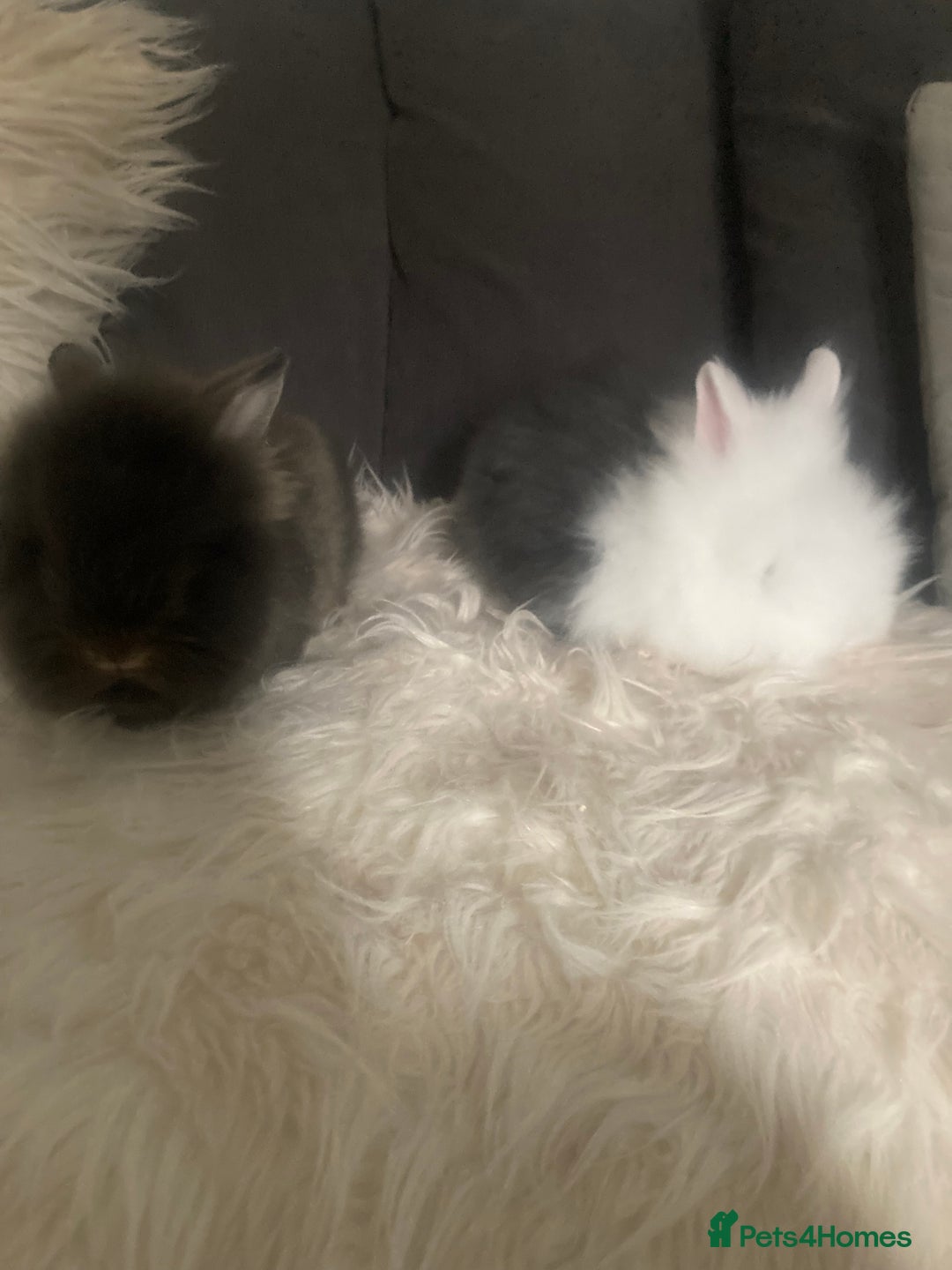 Lionhead rabbits for sale: Beautiful DoubleMane Lionhead Baby Bunnies/Rabbits - Image 9