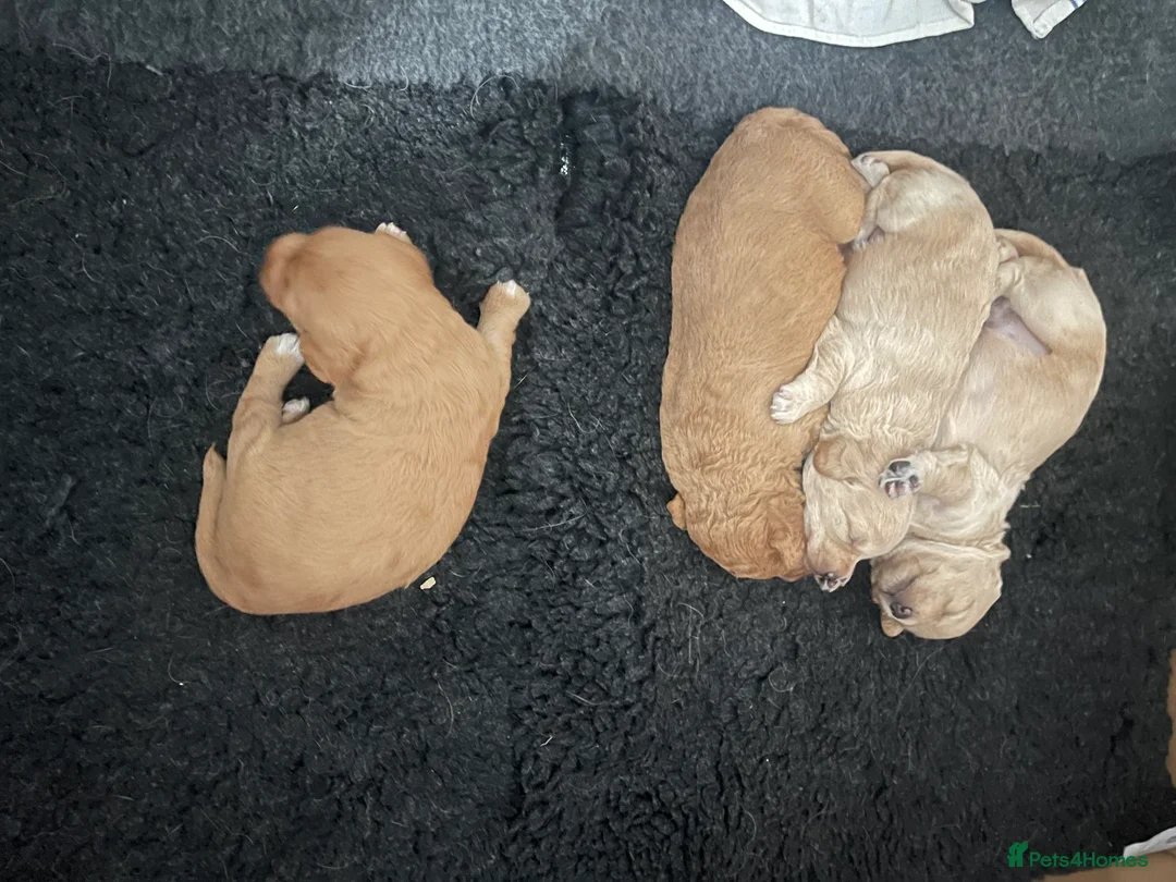 Toy Poodle dogs for stud: ‘Teddy’ KC Registered/Health tested Toy Stud in Wigan - Advert 24