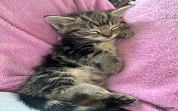 Mixed Breed cats for sale: Gorgeous kittens ready now  - Image 3