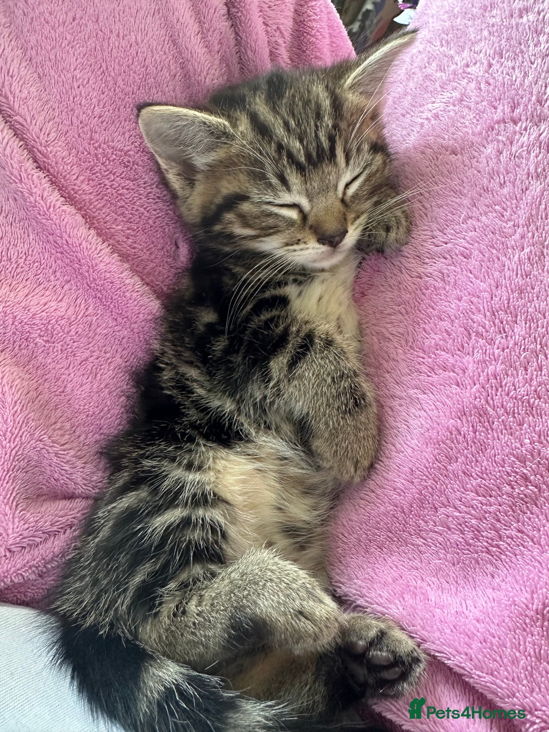 Mixed Breed cats for sale: Gorgeous kittens ready now  - Image 3