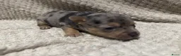 Jack Russell dogs for sale: Exceptional Jack Russell Puppies available to view - Advert 7