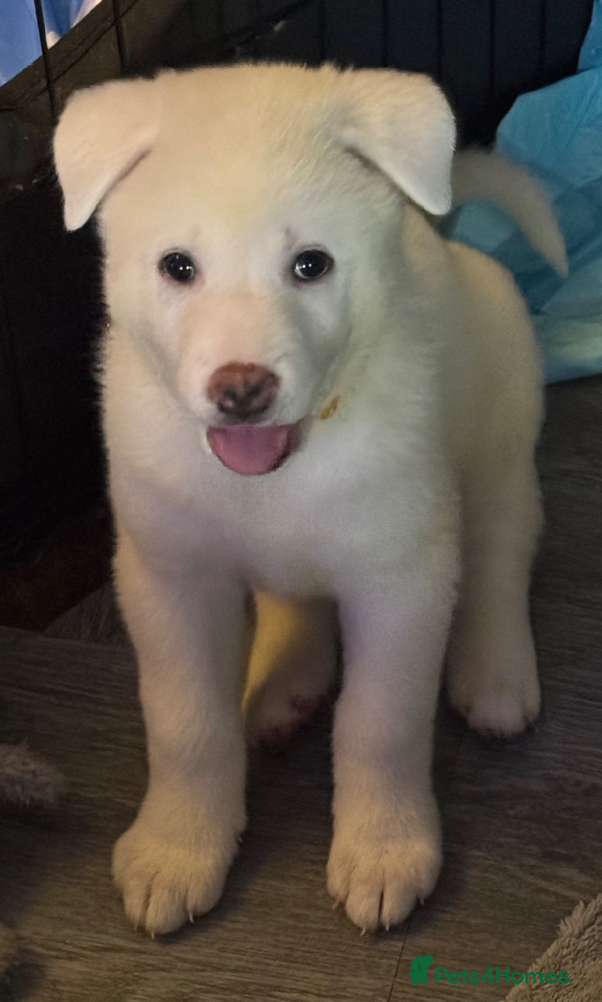 Japanese Akita Inu dogs Japanese Akita Puppies READY NOW - Advert 1