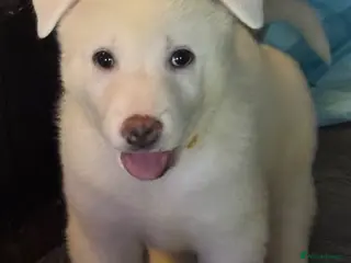 Japanese Akita Inu dogs Japanese Akita Puppies READY NOW - Advert 1