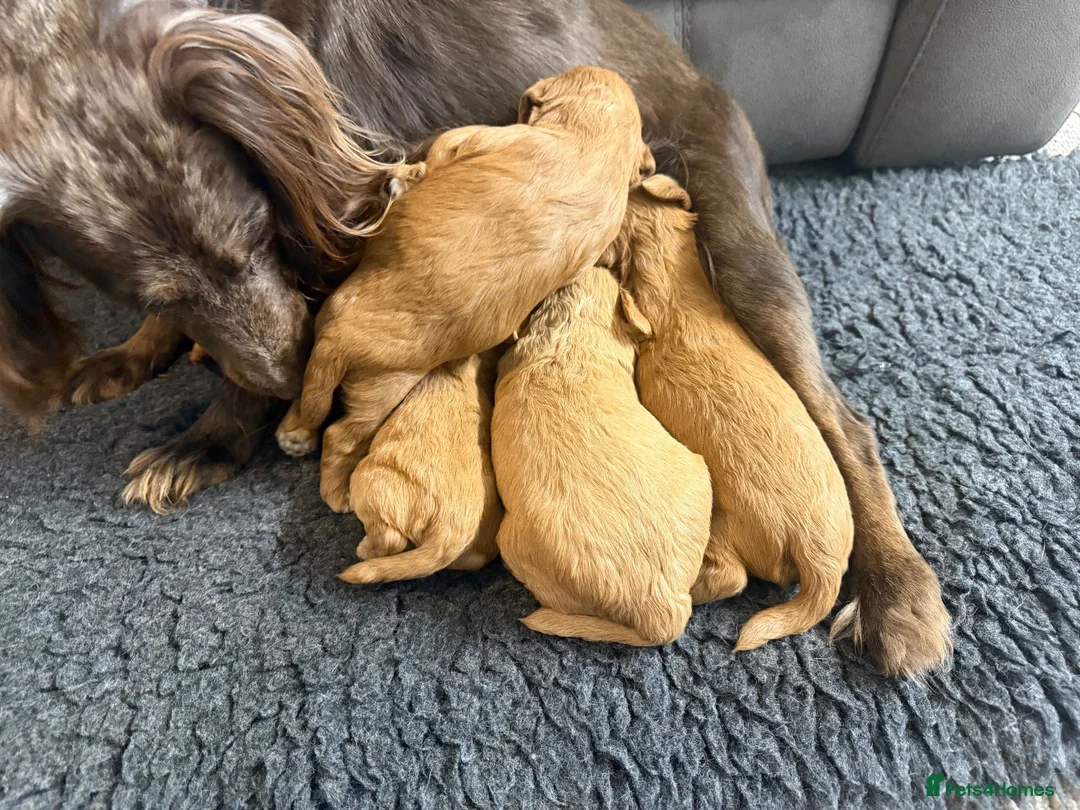 Cockapoo dogs for sale: Beautiful F1 Cockapoo Puppies  - Advert 2