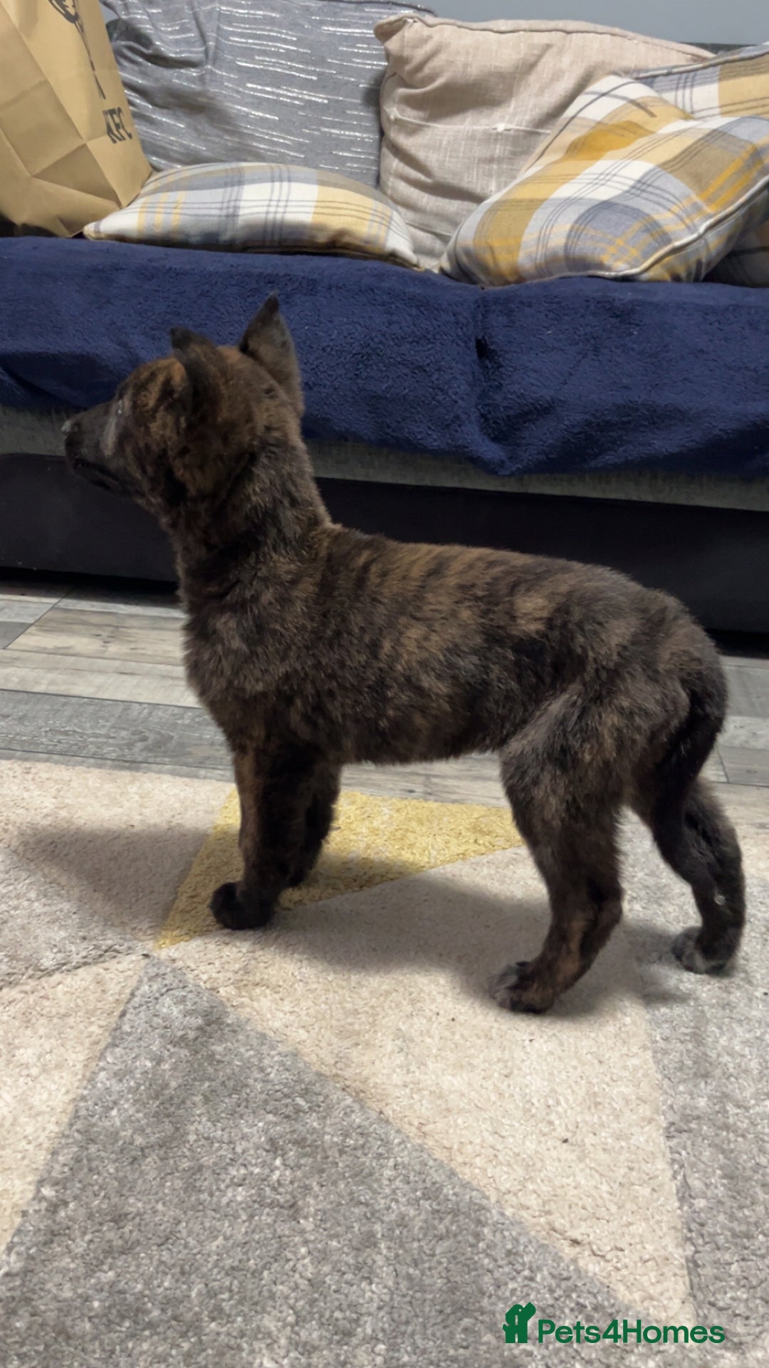 Belgian Shepherd Dog dogs for sale: Dutch herder x Belgian Malinois  - Advert 1