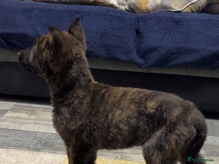 Belgian Shepherd Dog dogs Dutch herder x Belgian Malinois - Advert 6