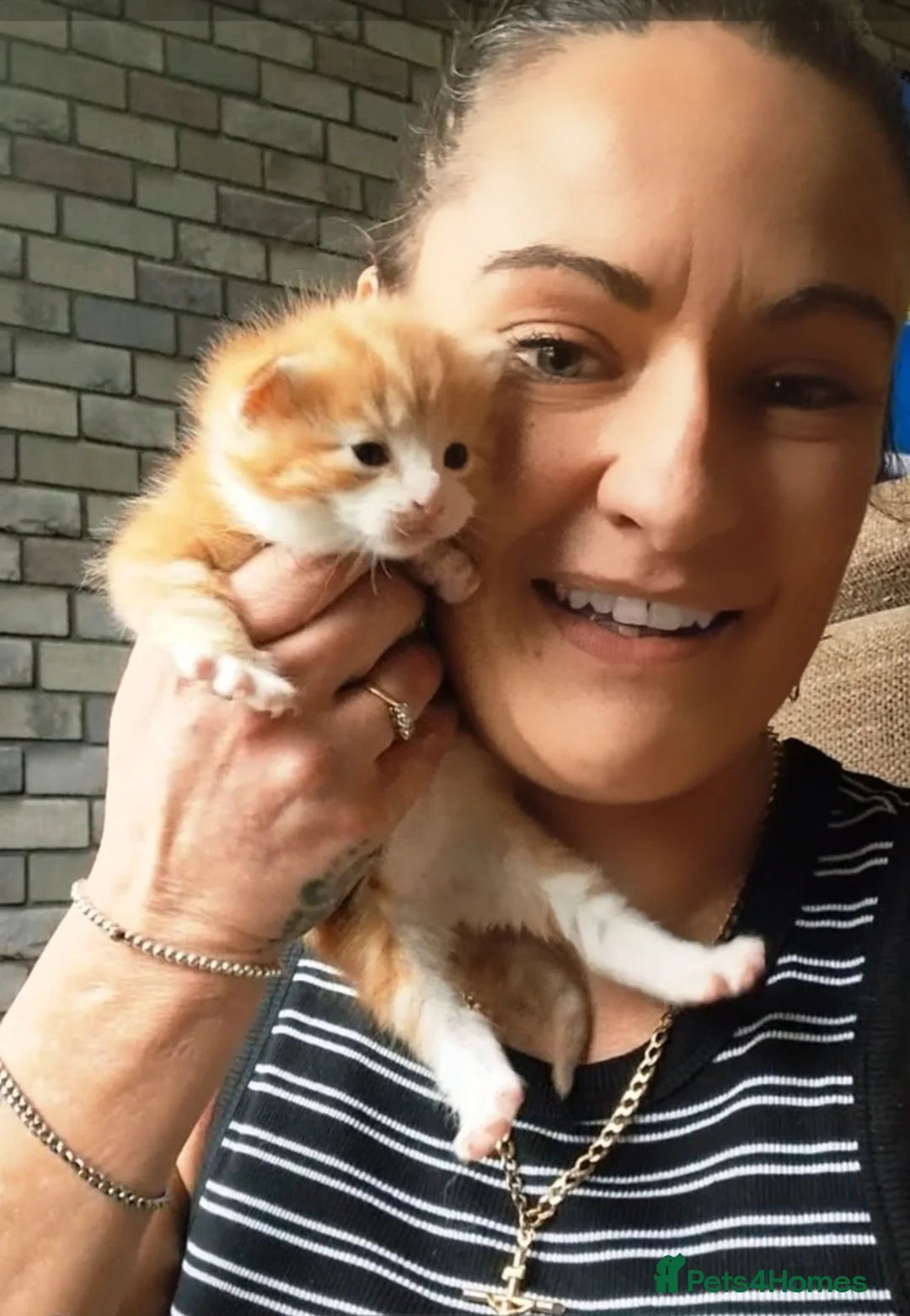 Norwegian Forest Cat cats for sale: HALF Norwegian Forest Kittens ♡ - Advert 2