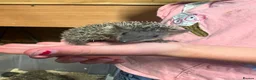 Pygmy Hedgehog rodents for sale: 🦔 Lesser  Tenrecs 🦔 - Advert 1