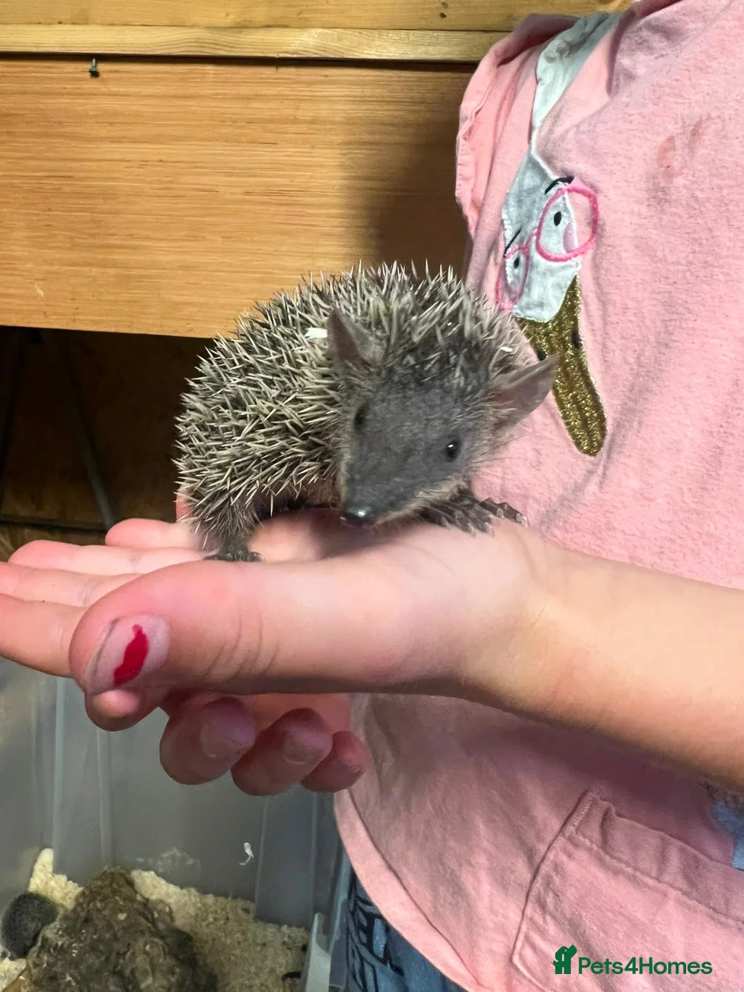 Pygmy Hedgehog rodents for sale: 🦔 Lesser  Tenrecs 🦔 - Advert 1