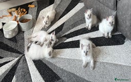 Ragdoll cats for sale: Stunning bluepoint Ragdoll kittens - Image 2