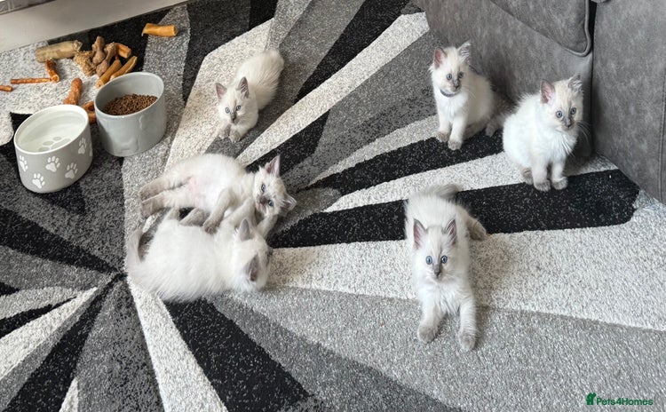 Ragdoll cats - Advert 2