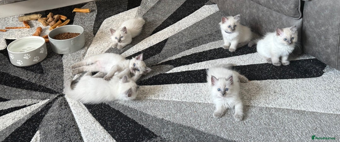 Ragdoll cats for sale: Stunning bluepoint Ragdoll kittens - Image 2