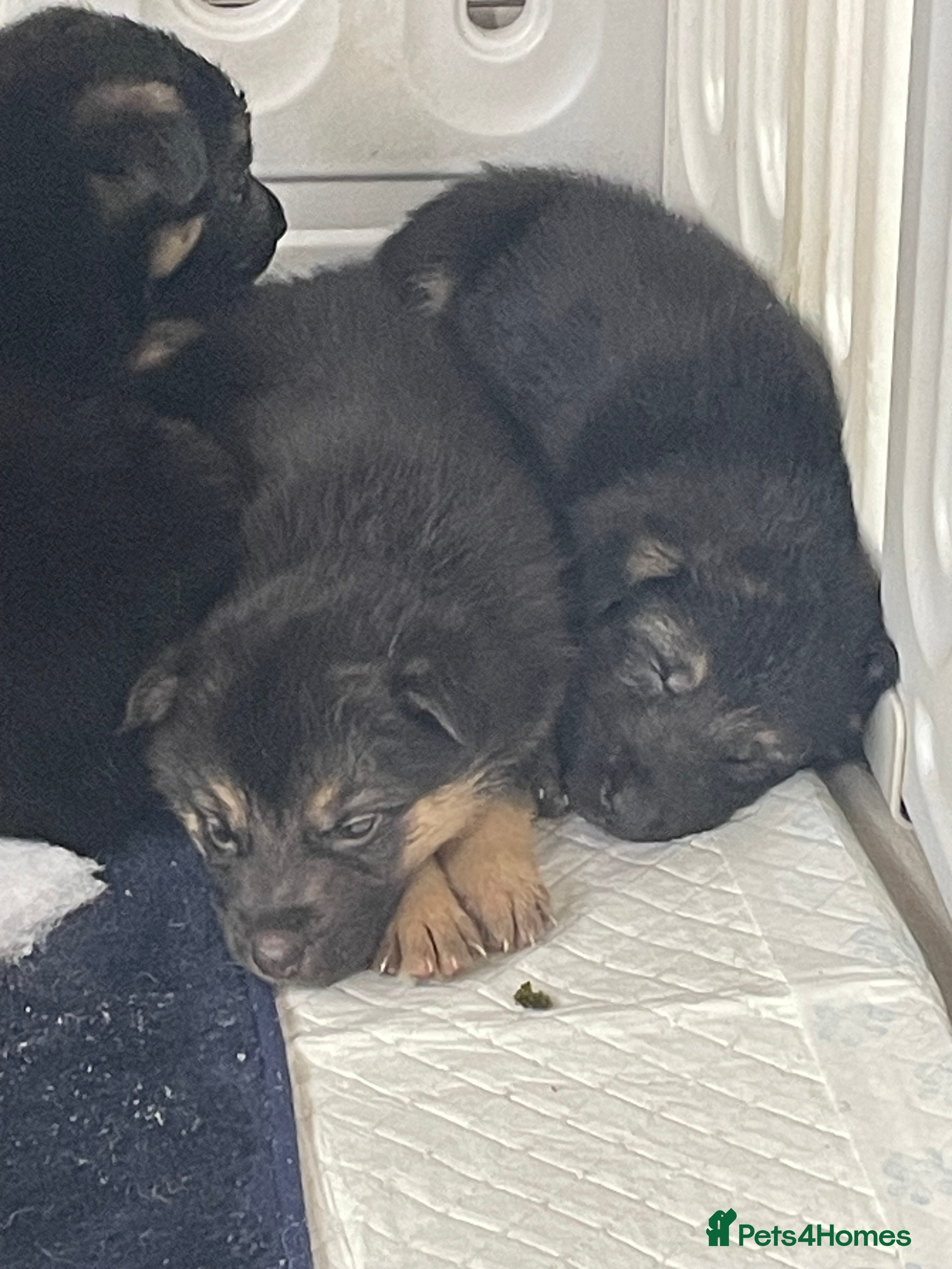 Shepsky dogs Beautiful puppies  - Advert 1