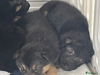 Shepsky dogs - Advert 2