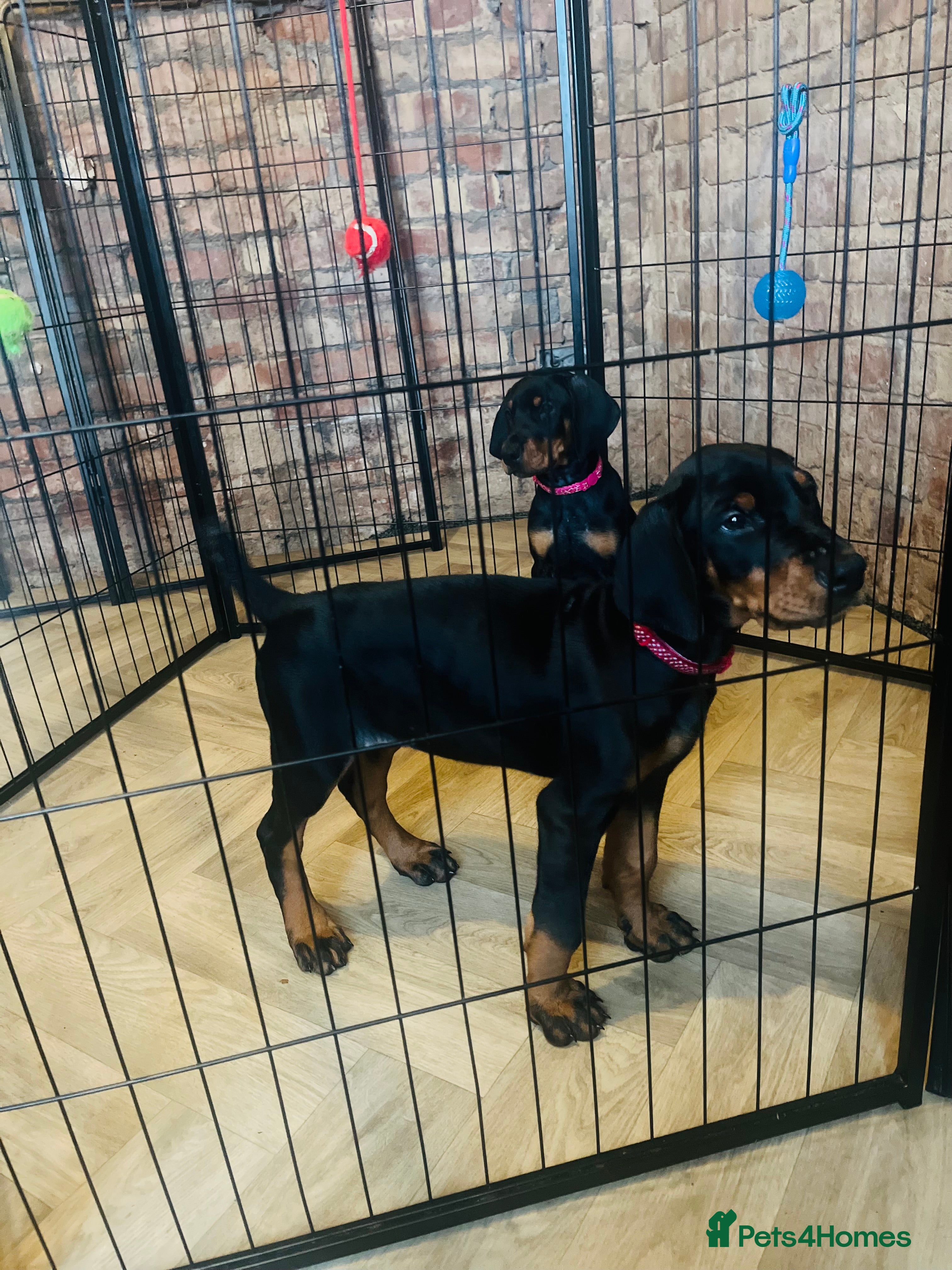 Dobermann dogs 🏆Supreme Dobermanns - Where Excellence Begins 🏆 - Advert 6