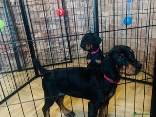 Dobermann dogs 🏆Supreme Dobermanns - Where Excellence Begins 🏆 - Advert 6